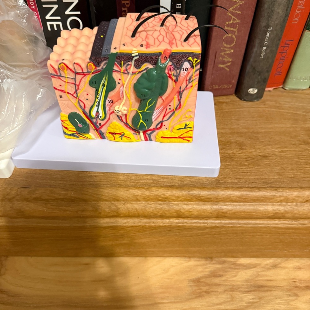 Anatomical Skin Model with Multicolor Design